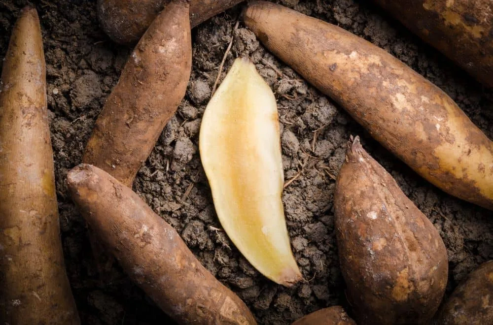 Yacon Tubers: Easily Grown but Loaded With Positive Benefits