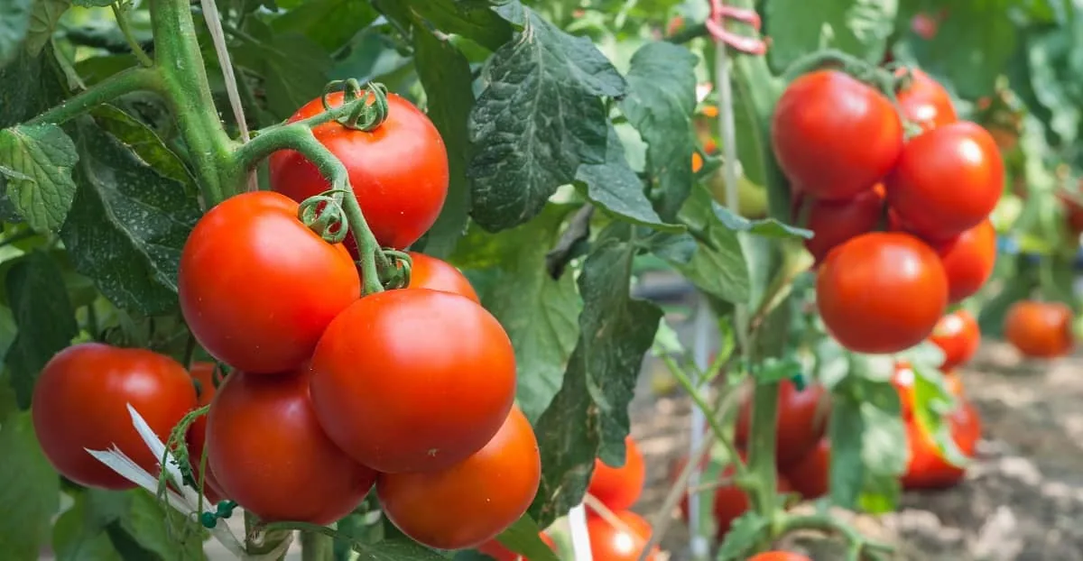 Plant Your Tomatoes in Spring to Savour the Taste All Summer Long