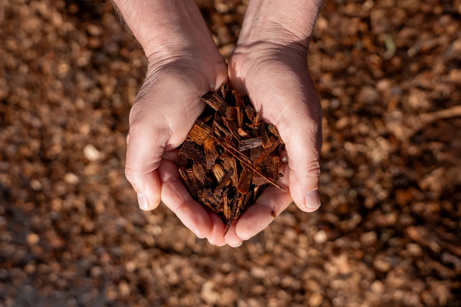 Natural Wood Chips