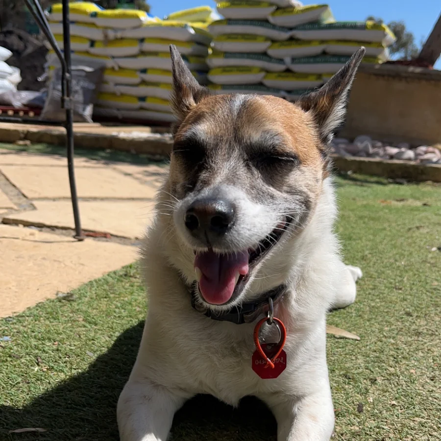 Rusty, the Bibra Lake Soils yard dog, on the grass by the bagged stock
