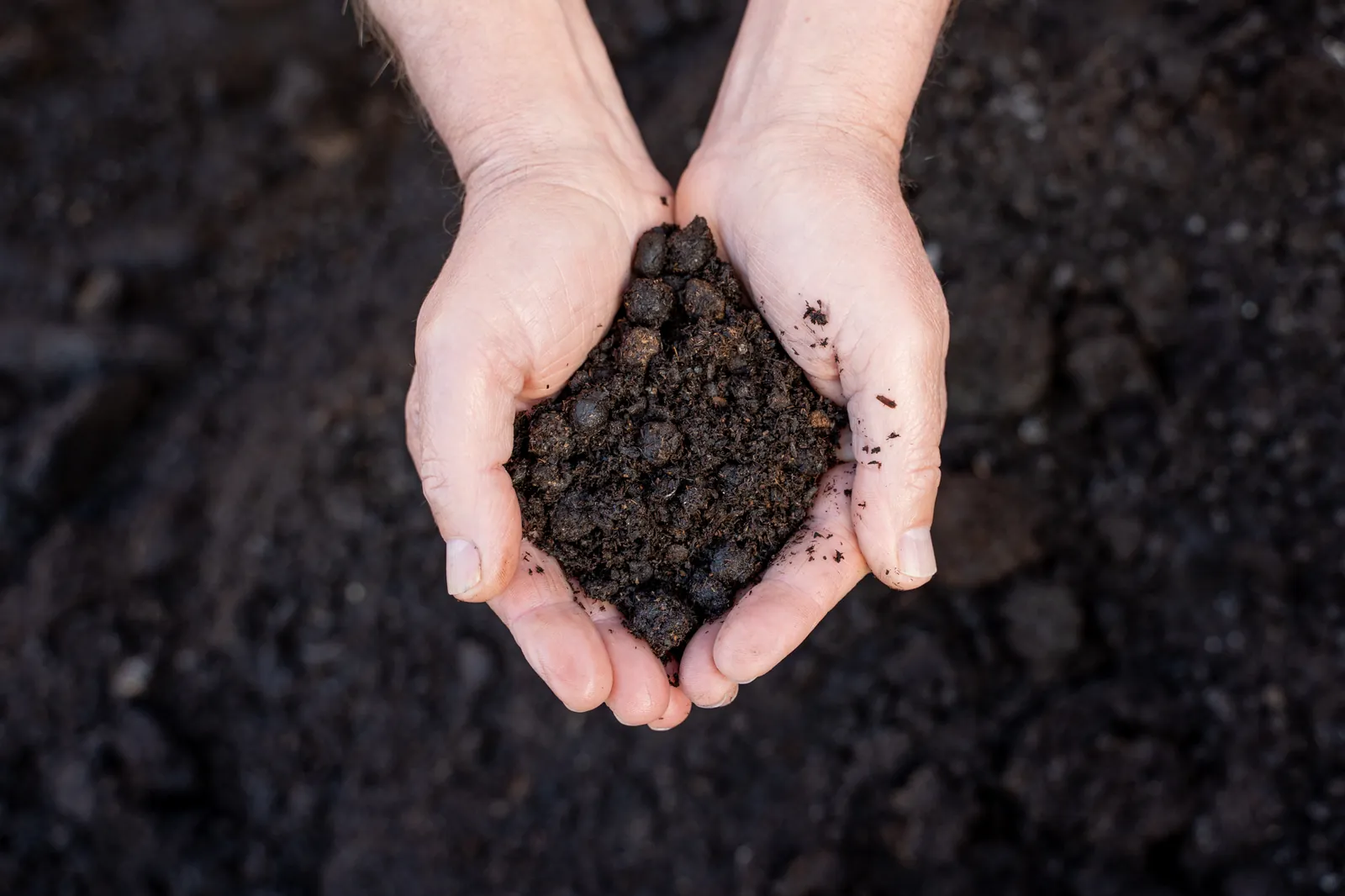 Sheep and Cow Manure