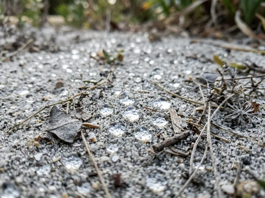 Water droplets beading on top of dry, pale sandy soil in a Perth garden bed