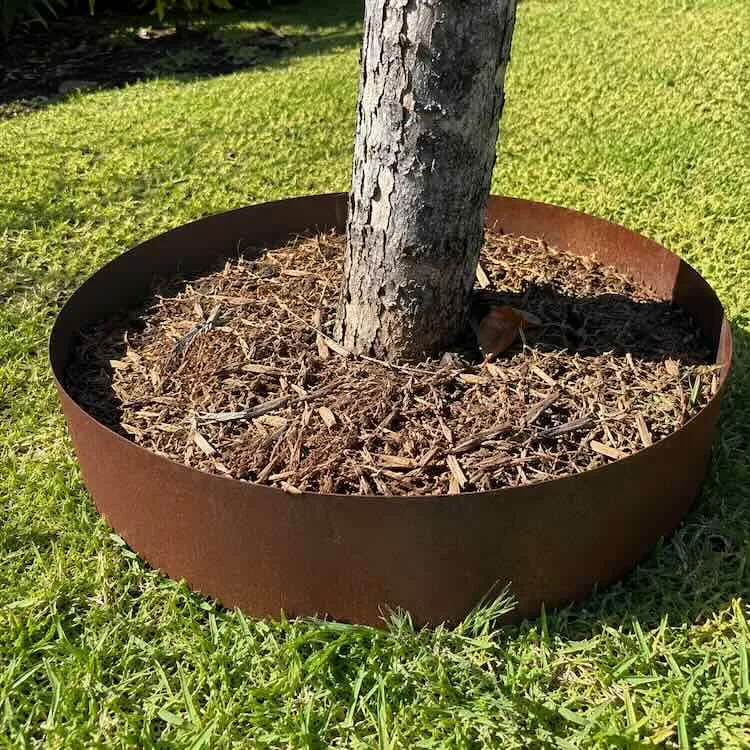 Tree Rings
