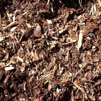 Forest Floor Forest Floor