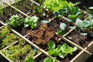 Winter vegetable garden