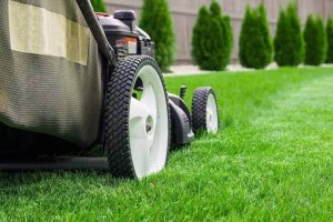 Caring for your winter lawn