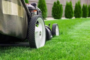 Caring for your winter lawn