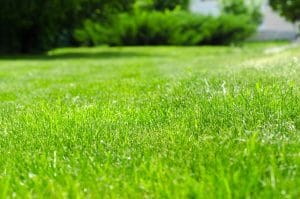Revitalise your tired lawns