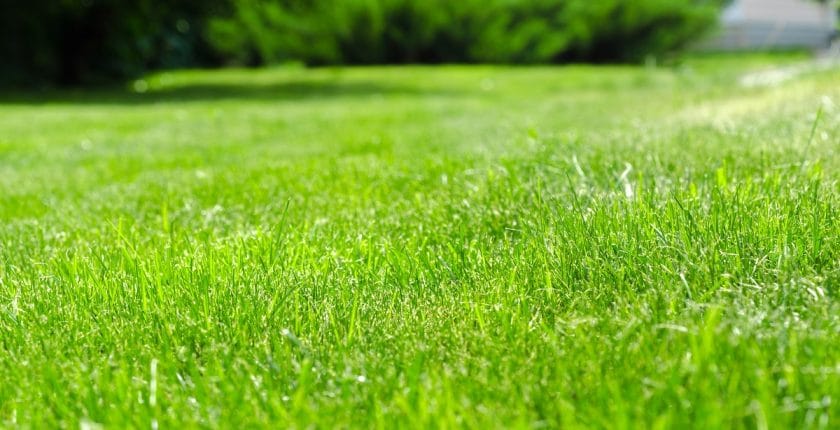 Revitalise your tired lawns