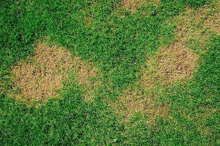 Yellow patches on grass