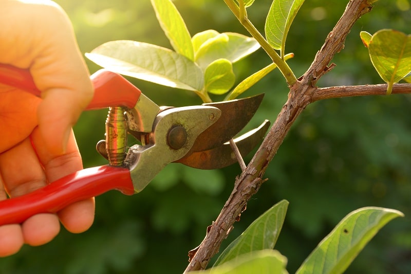 Gardener pruning trees