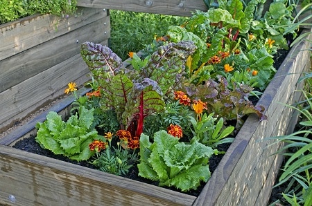 Vegetable garden