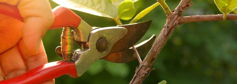 Gardener pruning trees