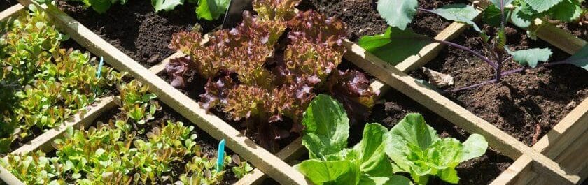 Winter vegetable garden