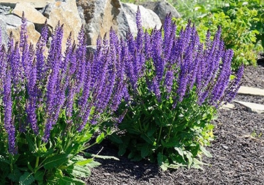 Lavender flowers