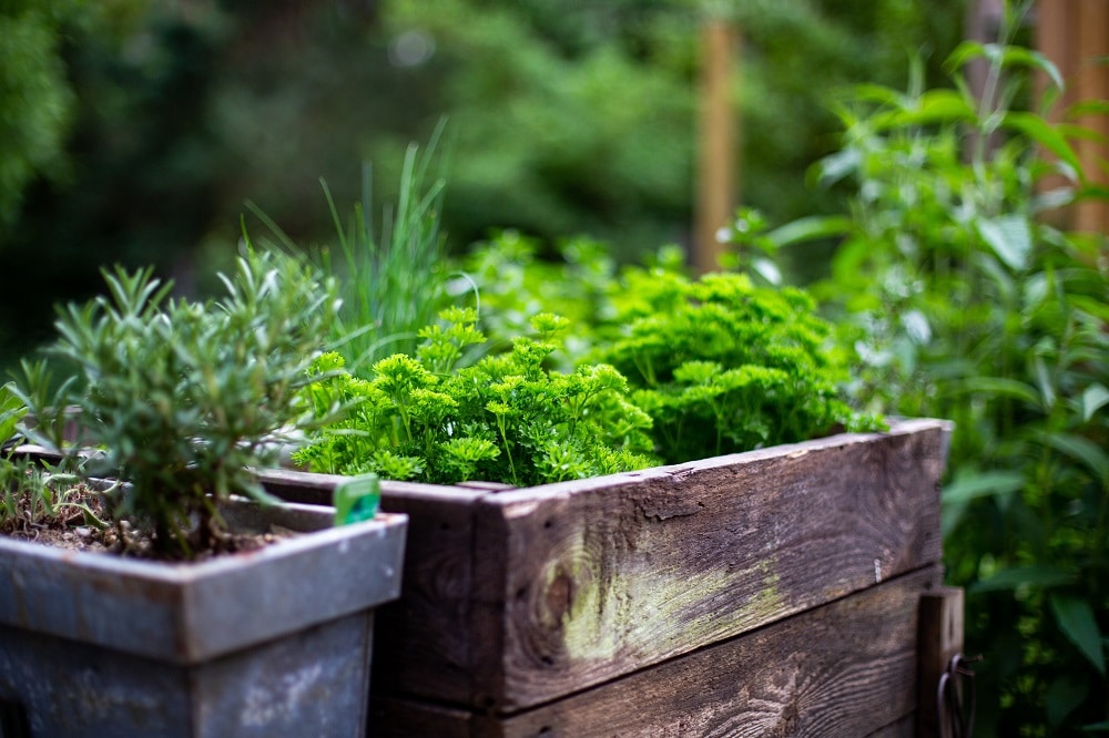 Planting vegetables and herbs