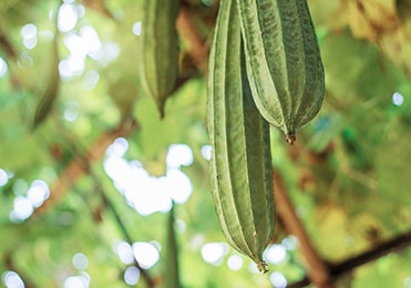 Luffa Vegetable