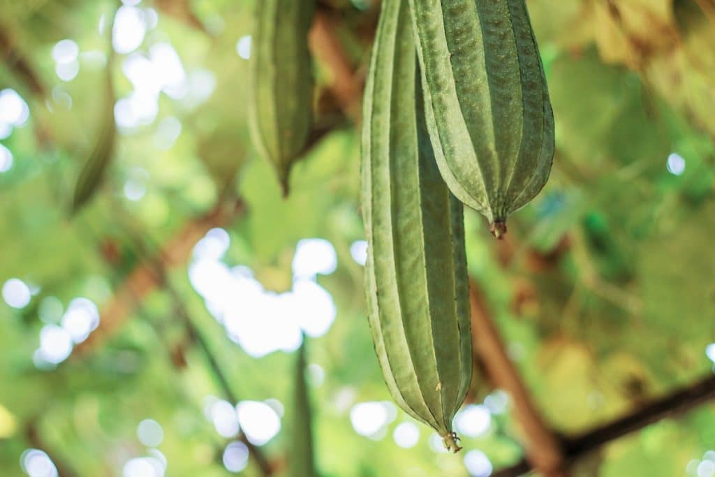 Luffa (Also Known as Loofah)