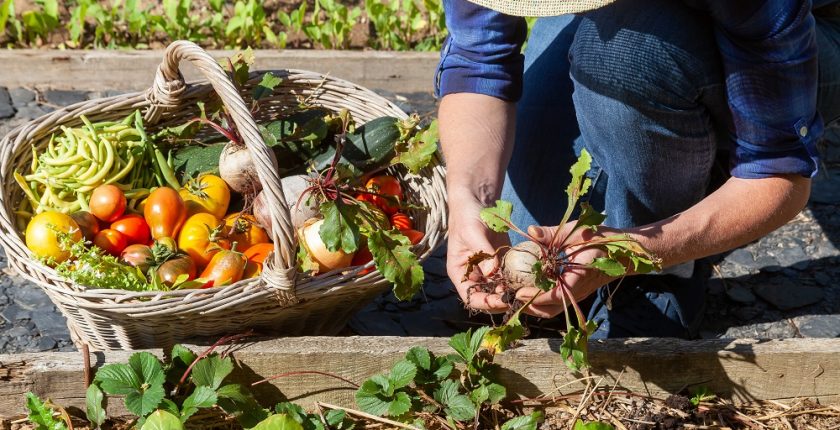 Your complete guide to building a vegetable garden in Western Australia