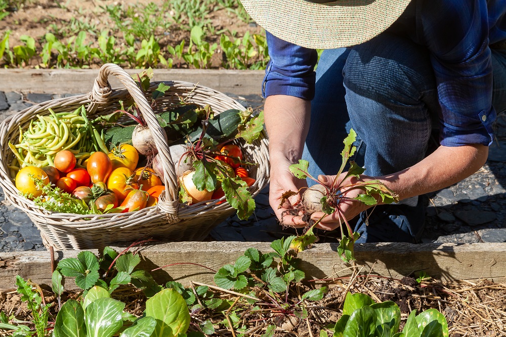 Your complete guide to building a vegetable garden in Western Australia