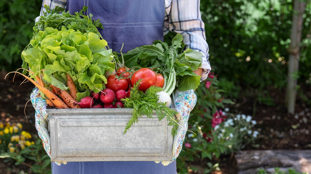 Harvesting your garden must be done at the right time