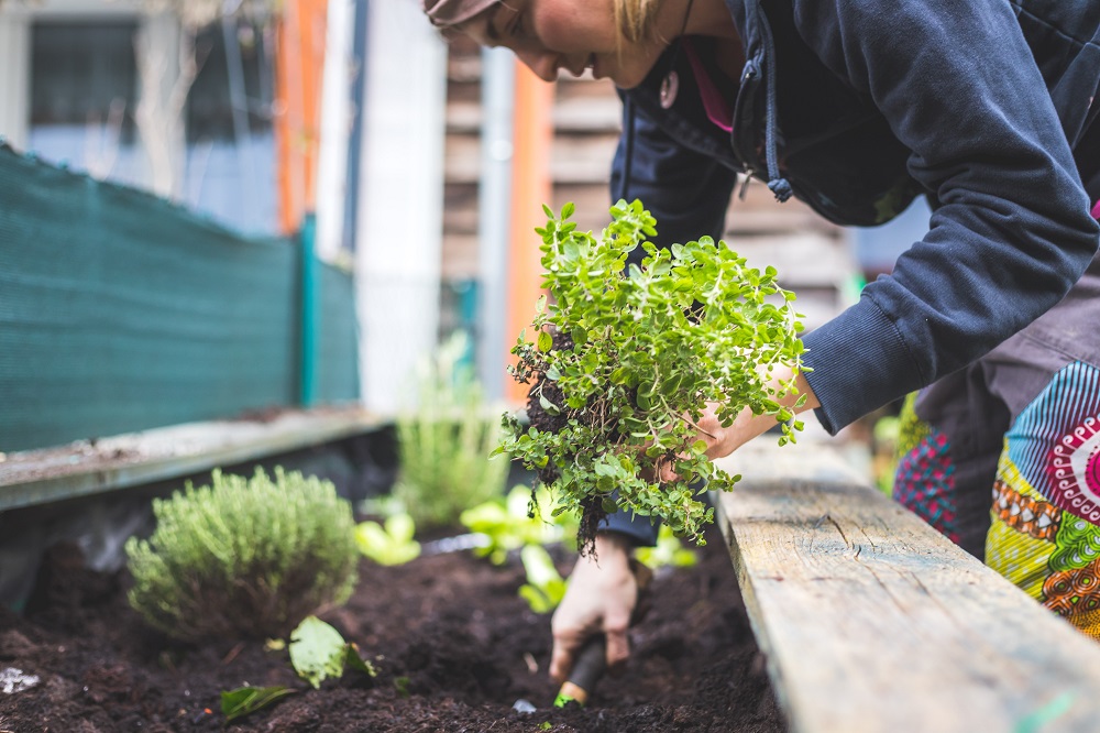 Choose vegetables that match the growing conditions of the soil