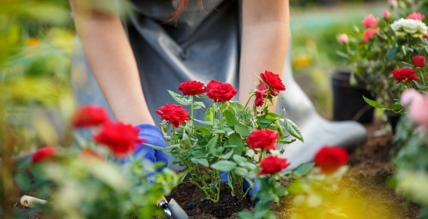 Planting roses in winter