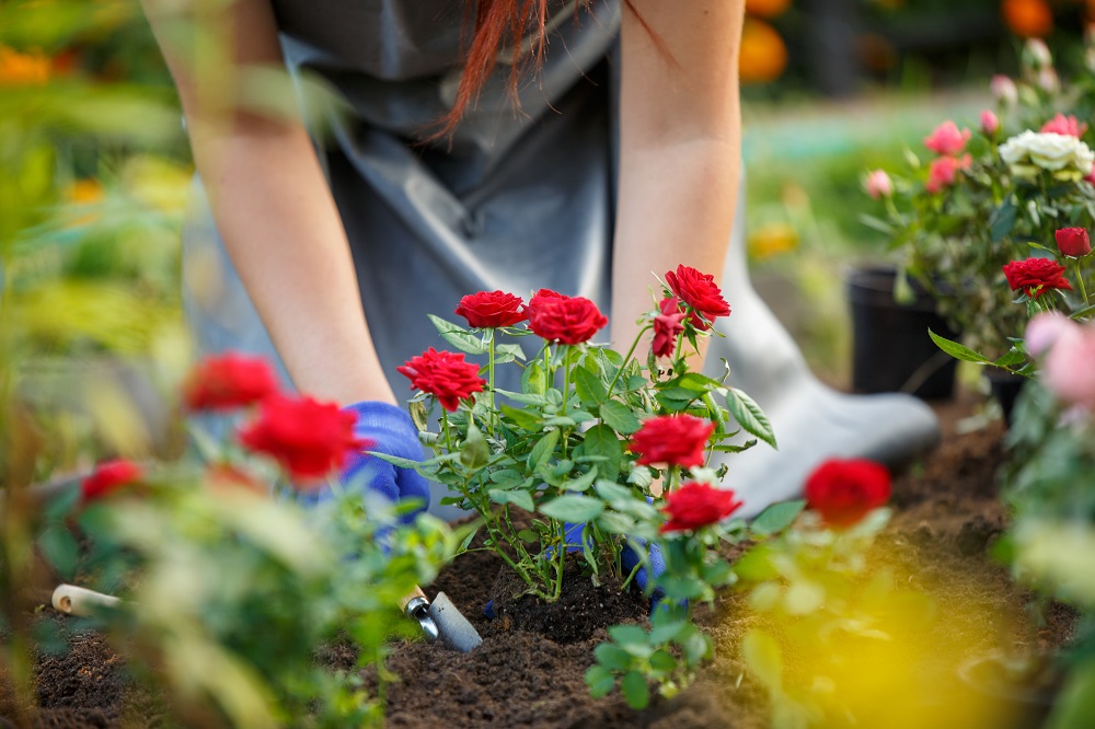 Planting roses in winter