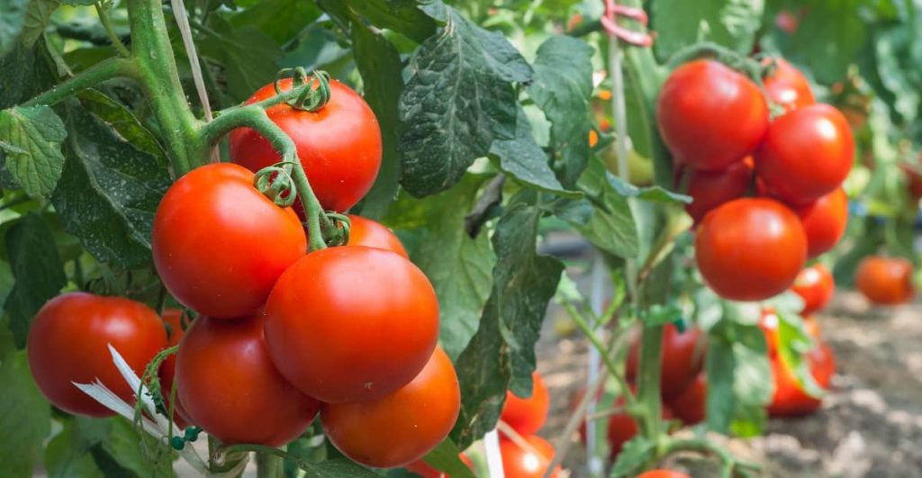 Grow Your Own Tomatoes at Home