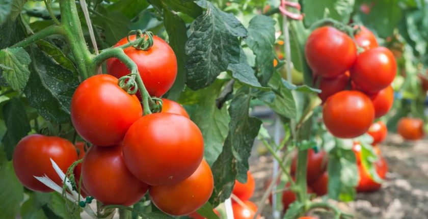Grow Your Own Tomatoes at Home