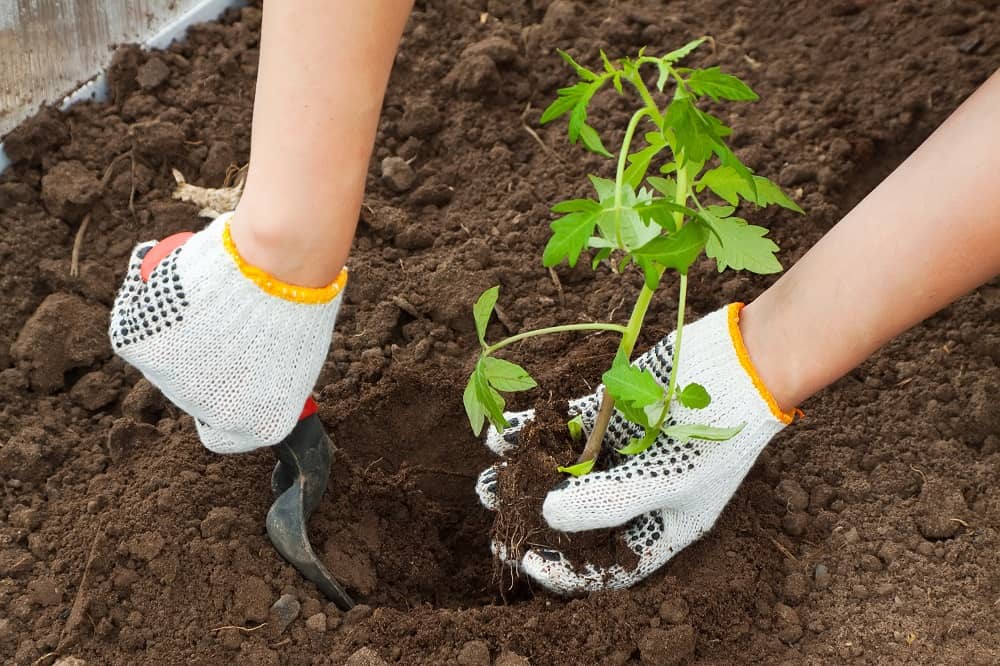 With our tips, you can plant yummy tomatoes