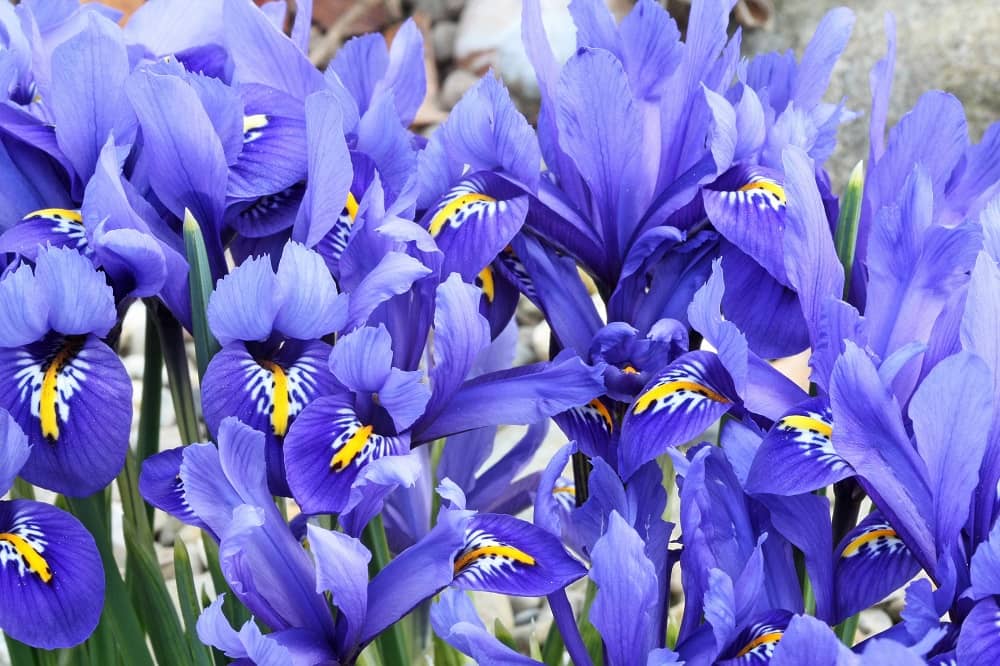 Dutch Iris Flowers