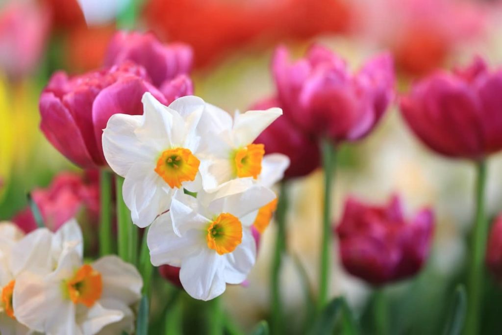 Planting bulbs in your garden