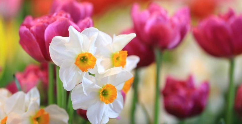 Planting bulbs in your garden