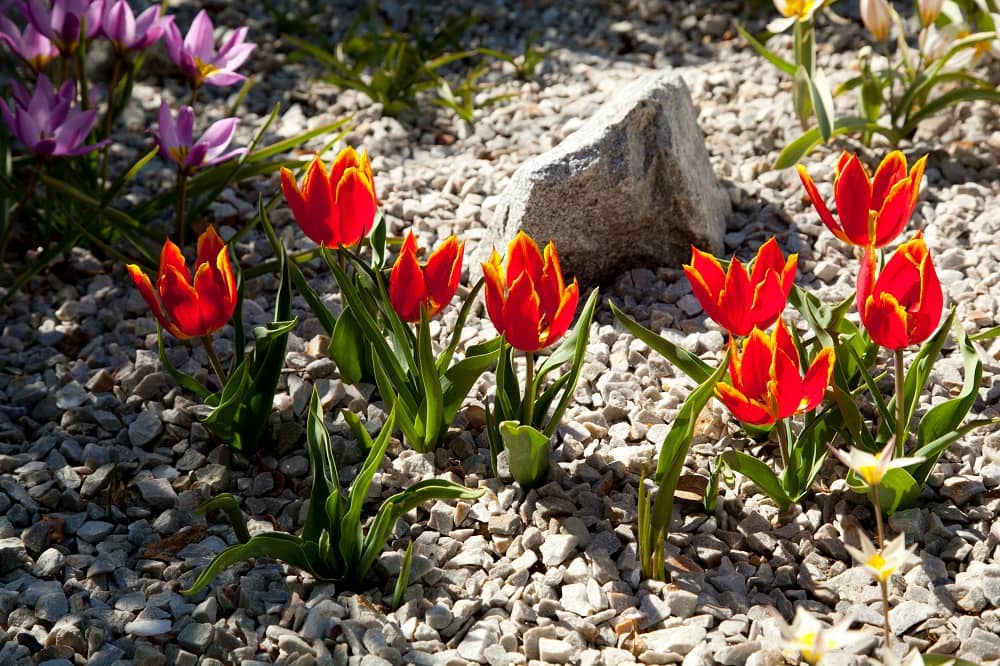 Rock Tulips