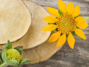 The Yacon resembles potatoes, sweet potatoes, and yams with flowering parts similar to sunflowers.