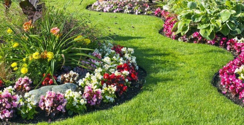 Perennial flowers are low maintenance but they enhance the appearance of your lawn.