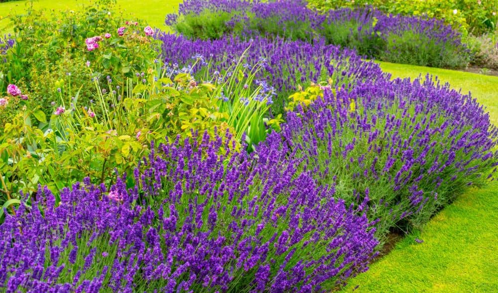 Lavender has a lot of health benefits, and requires low maintenance once established. 