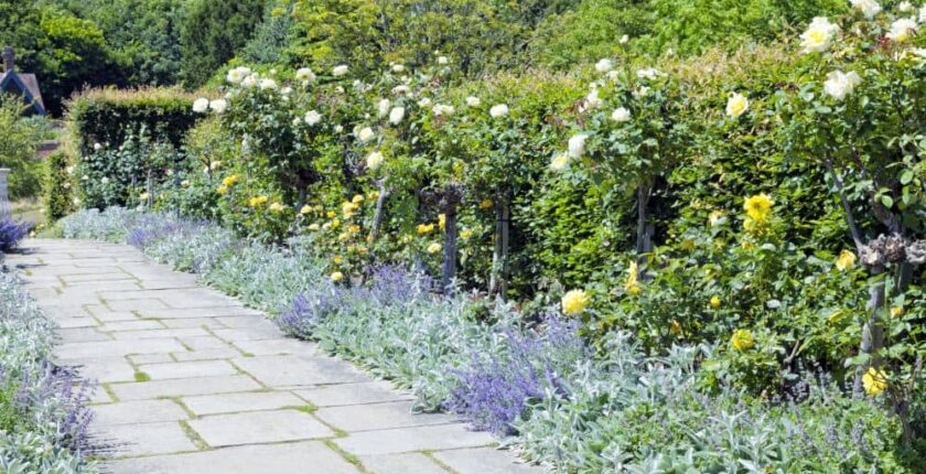 One of the many benefits of hedge plants is it provides privacy.