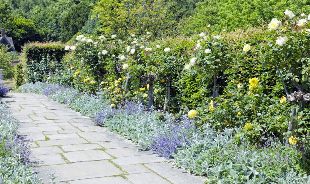 One of the many benefits of hedge plants is it provides privacy. 