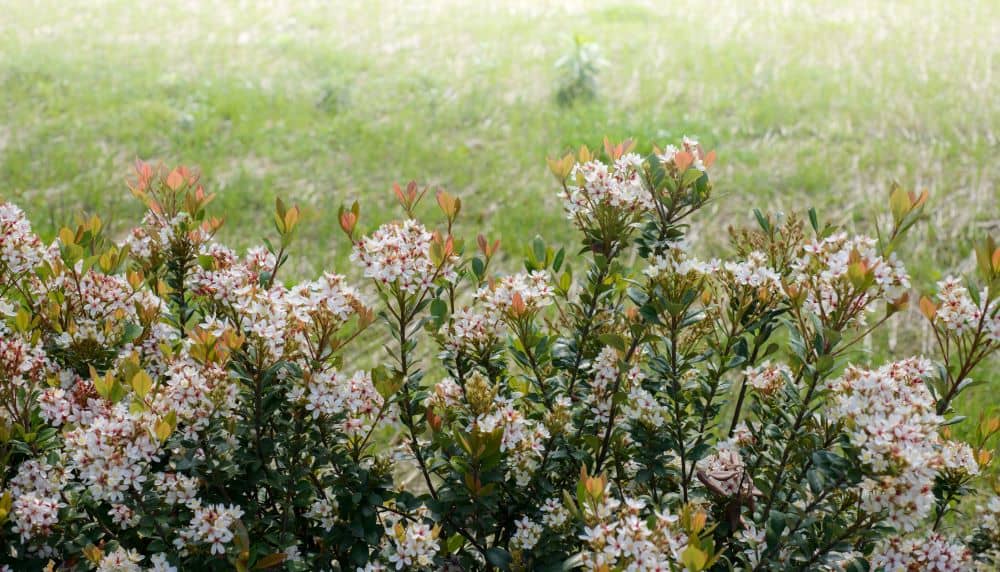 The Indian Hawthorn is drought tolerant once established. 