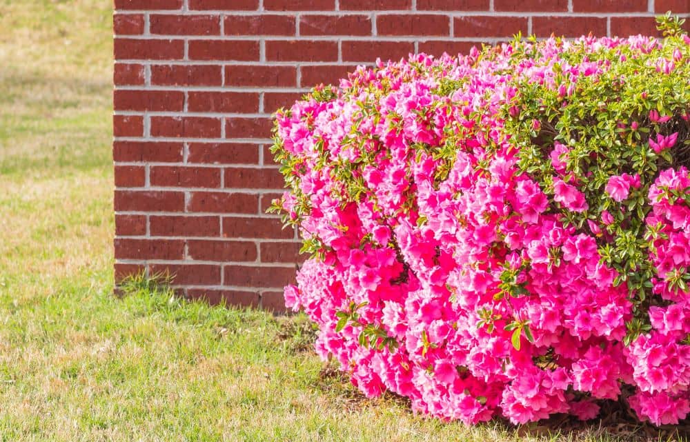 Once Azalea plants are established, they require simple care and upkeep. 