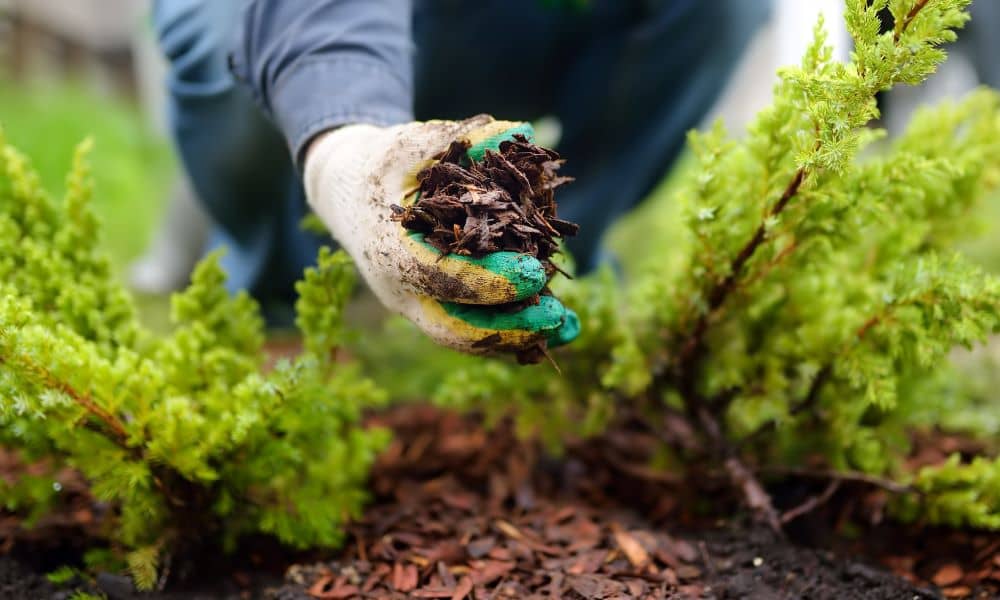 Mulching keeps your plants active through the winter instead of allowing them to go dormant.