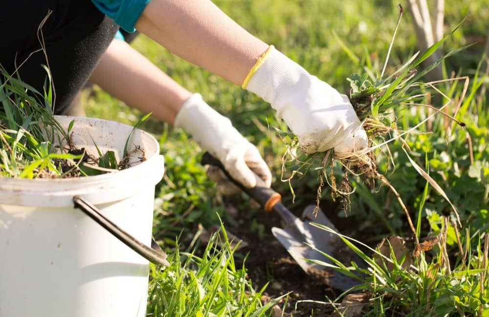 Weeds are unwanted plants or plants growing in the wrong place, which needs to be removed.