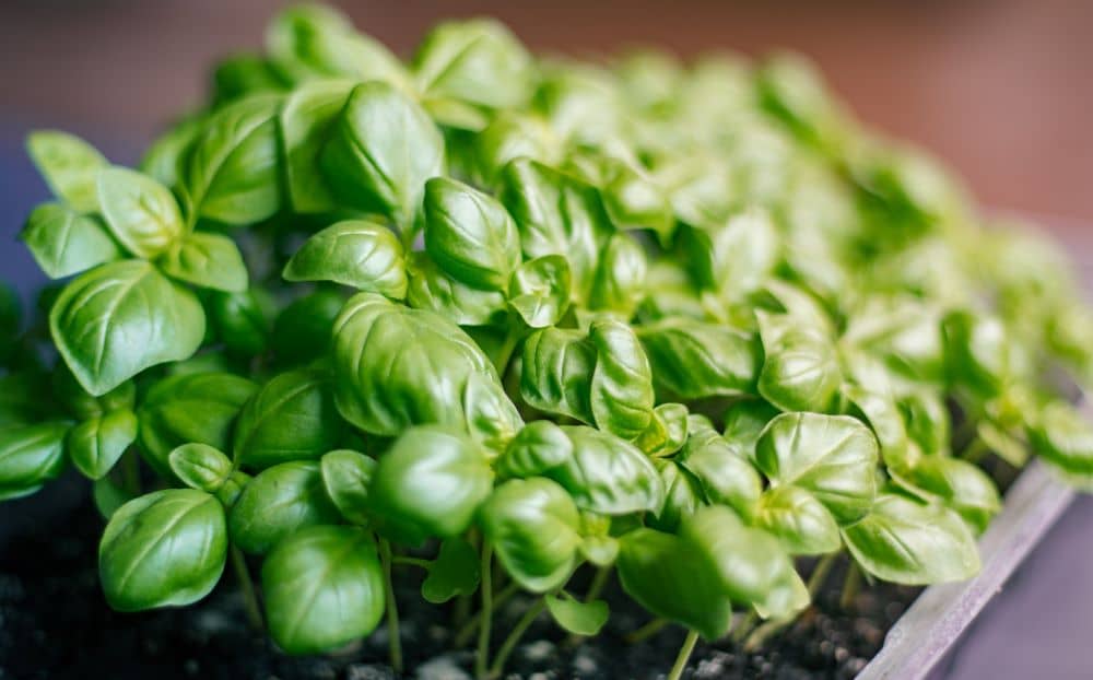 Basil is an excellent companion plant.