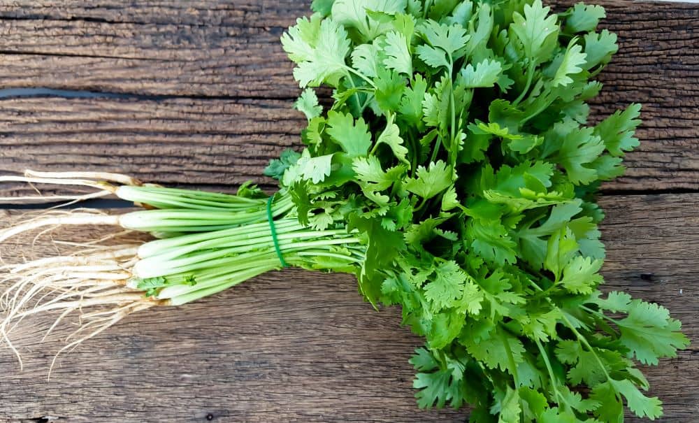 Coriander is often used as a good neighbour in companion planting.