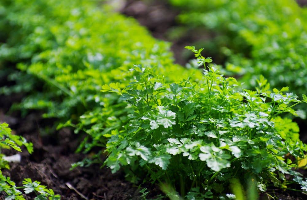Parsley provide natural pest control by attracting beneficial insects.