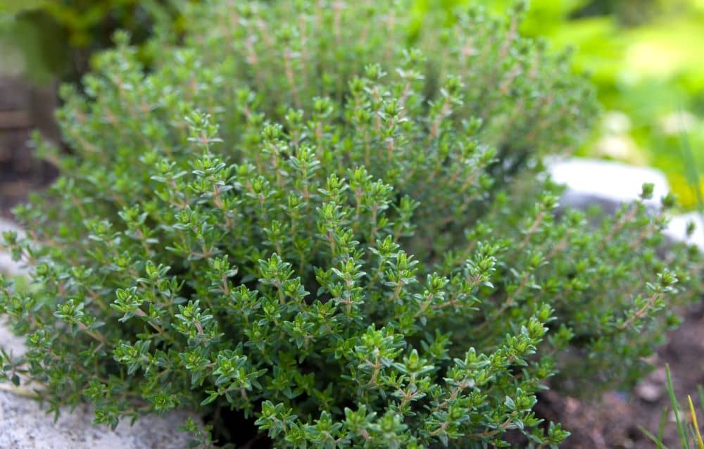 Thyme attracts beneficial insects and pollinators.