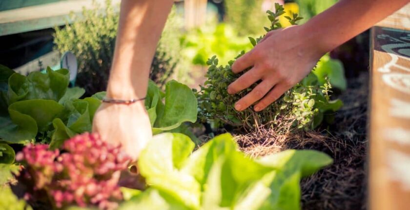 Urban gardening planting herbs and vegetables.