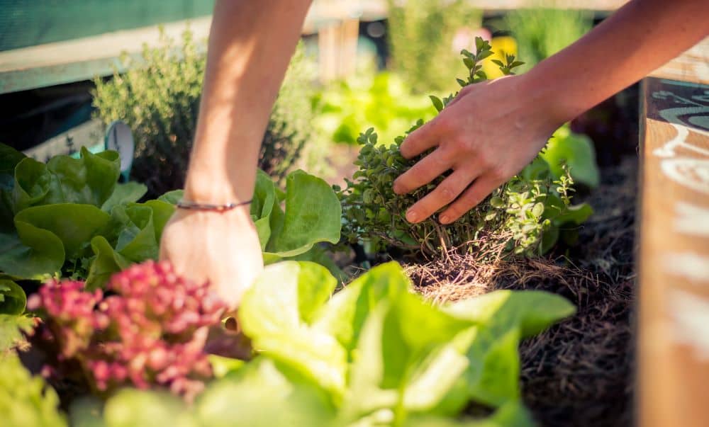 Urban gardening planting herbs and vegetables.